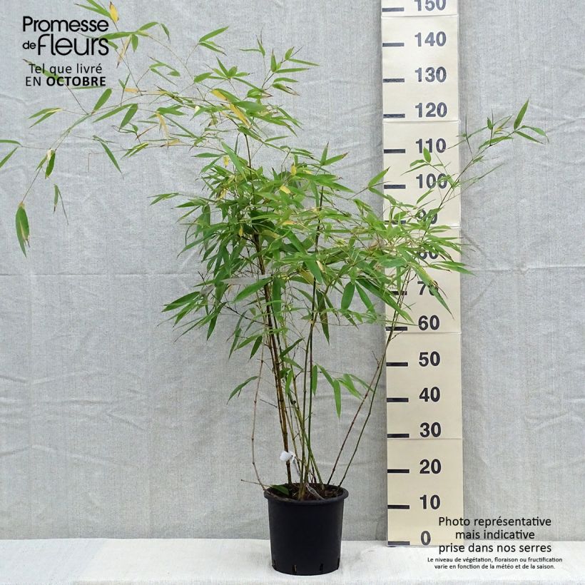 Example of Phyllostachys viridiglaucescens - Bambou géant Pot de 4L/5L as you get in automne
