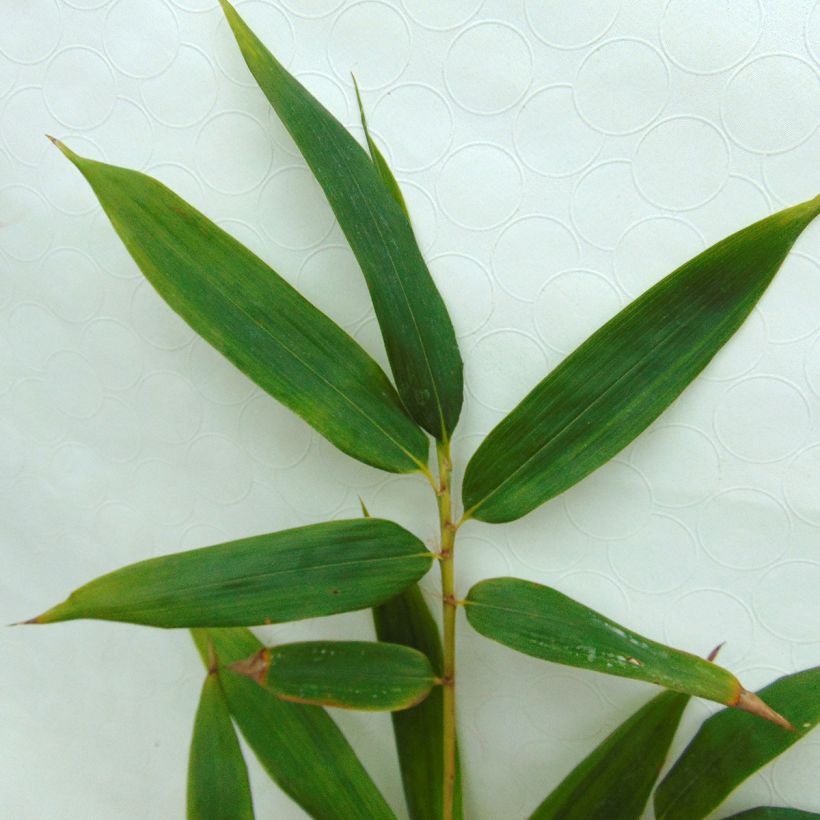 Phyllostachys vivax MacClure (type) - Bambou géant (Foliage)