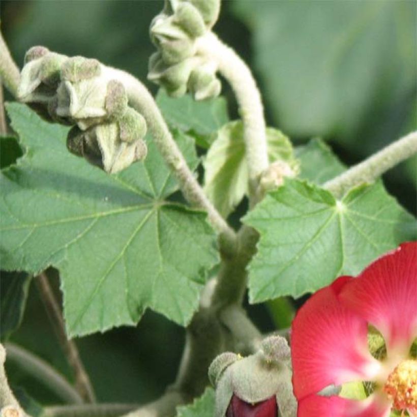 Phymosia umbellata  (Foliage)
