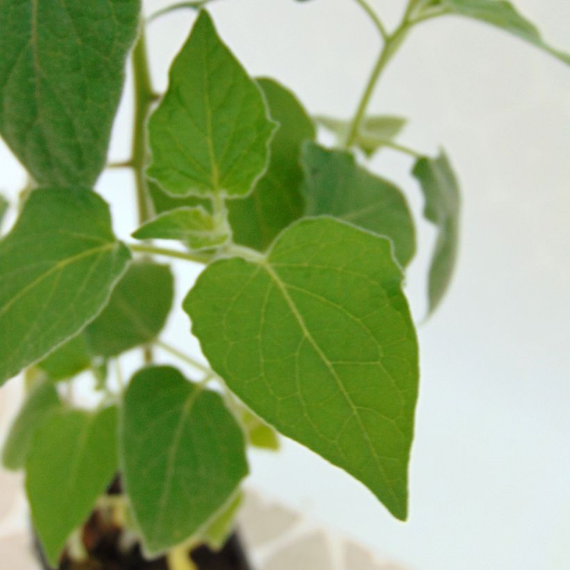 Physalis peruviana BIO en godet - Coqueret du Pérou (Foliage)