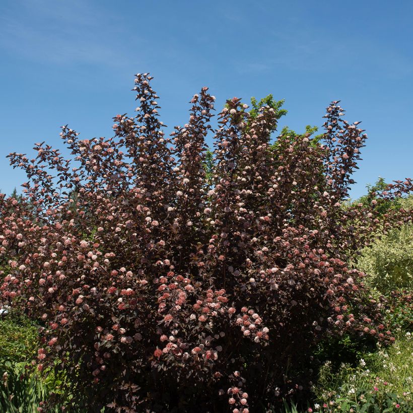 Physocarpus opulifolius Diable D'Or - Physocarpe à feuilles cuivre (Plant habit)
