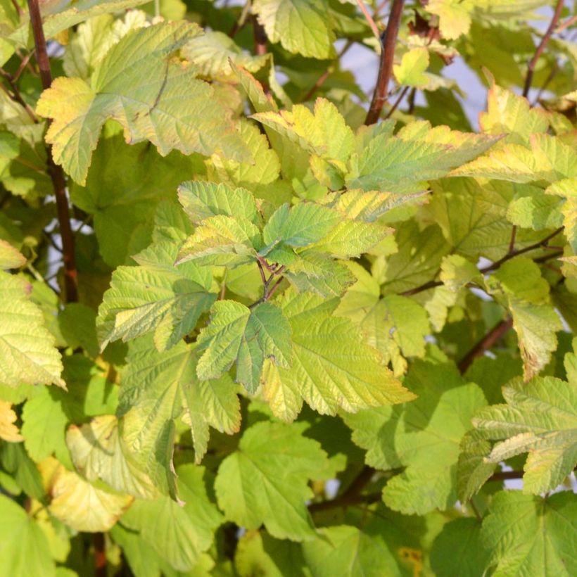 Physocarpus opulifolius - Physocarpe à feuilles d'aubier (Foliage)