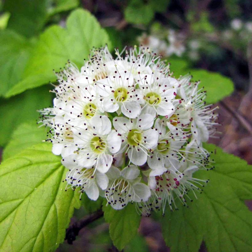 Physocarpus opulifolius - Physocarpe à feuilles d'aubier (Flowering)