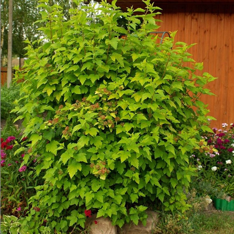 Physocarpus opulifolius - Physocarpe à feuilles d'aubier (Plant habit)
