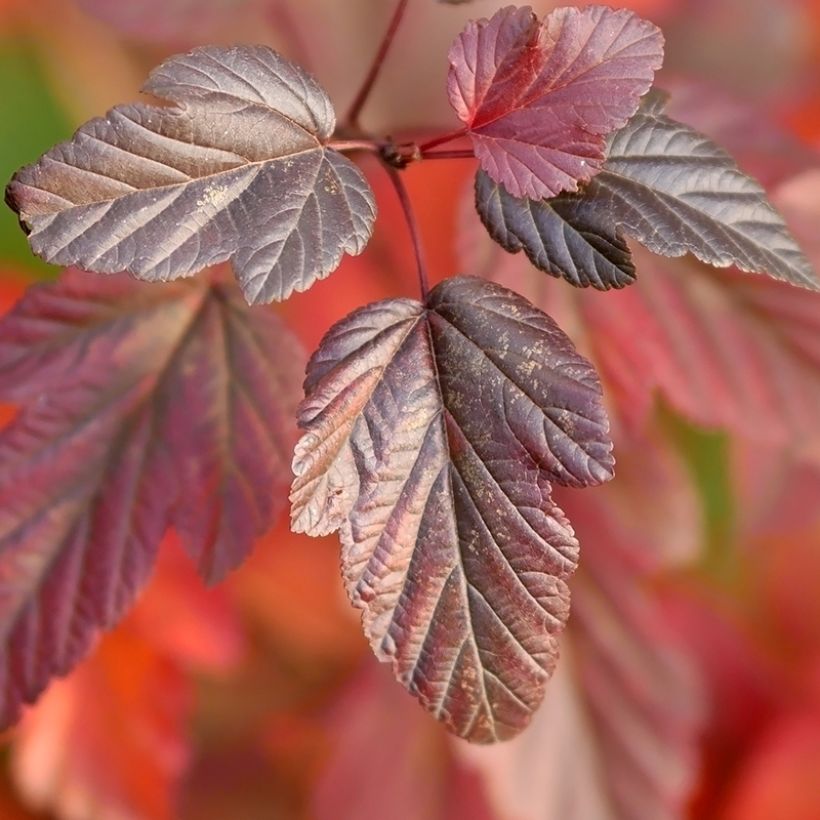 Physocarpus opulifolius Little Angel - Physocarpe (Foliage)