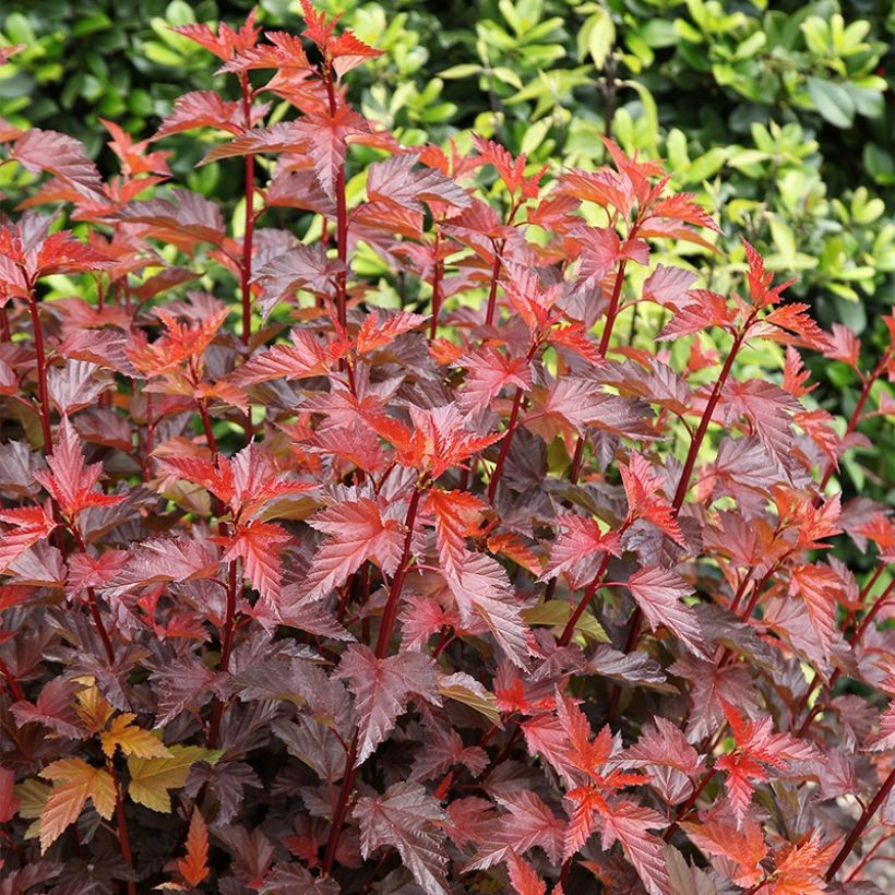 Physocarpus opulifolius Little Angel - Physocarpe (Plant habit)