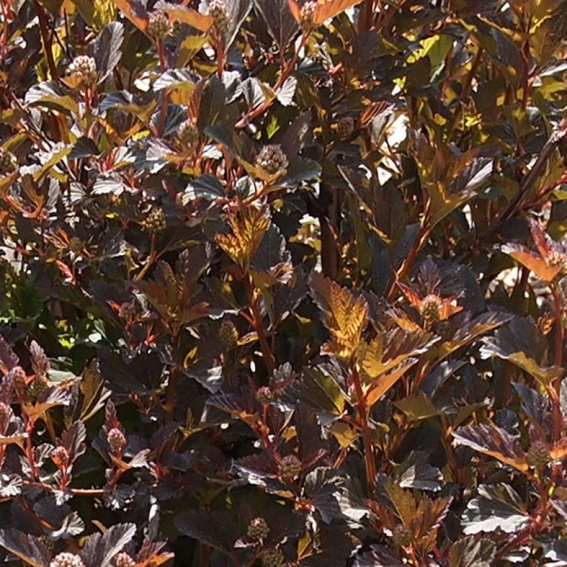 Physocarpus opulifolius Little Devil (Foliage)