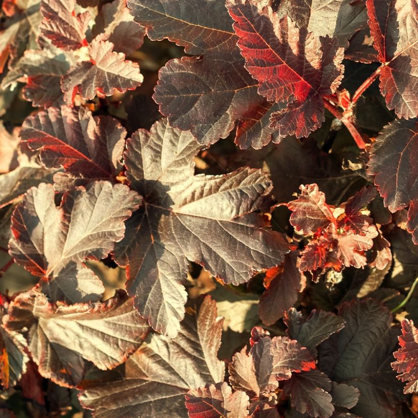 Physocarpus opulifolius Perspektiva (Foliage)