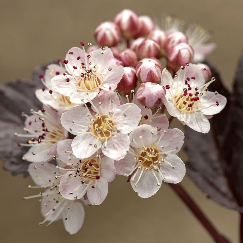 Physocarpus opulifolius Perspektiva (Flowering)