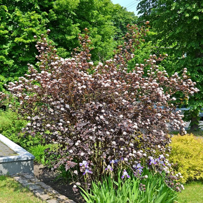 Physocarpus opulifolius Perspektiva (Plant habit)