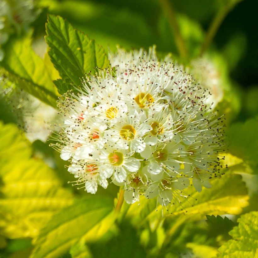 Physocarpus opulifolius Tiny Wine Gold (Flowering)