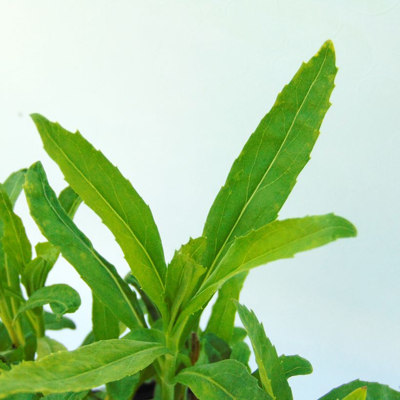 Physostegia virginiana Bouquet Rose - Cataleptique (Foliage)