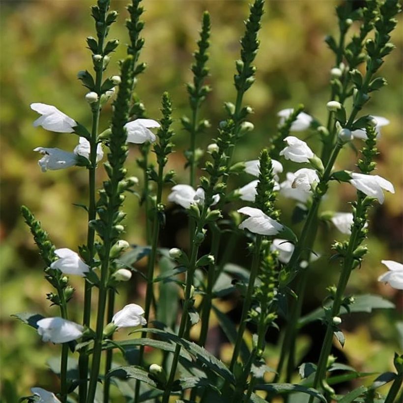 Physostegia virginiana Miss Manners - Cataleptique (Flowering)