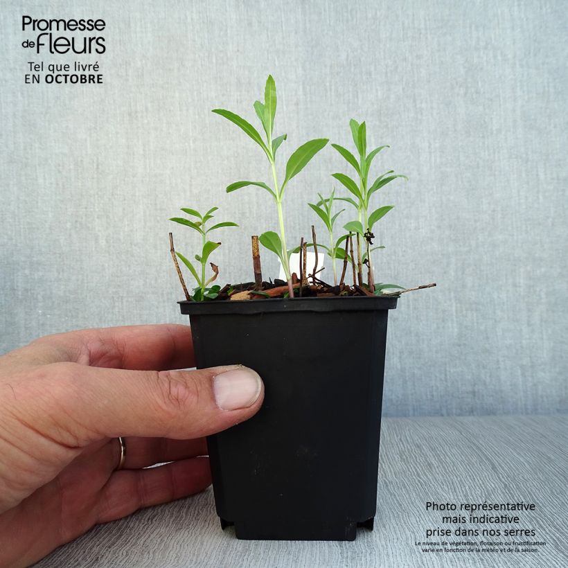 Example of Physostegia virginiana Red Beauty - Cataleptique Godet de 8/9 cm as you get in automne