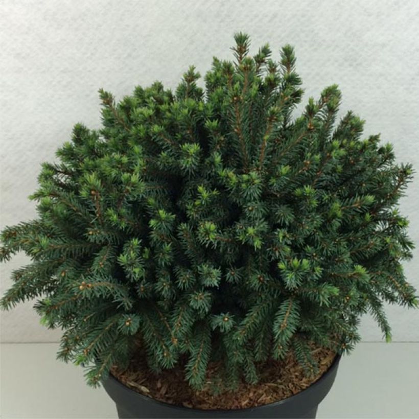 Picea glauca Echiniformis Echt - Epinette blanche                    (Plant habit)