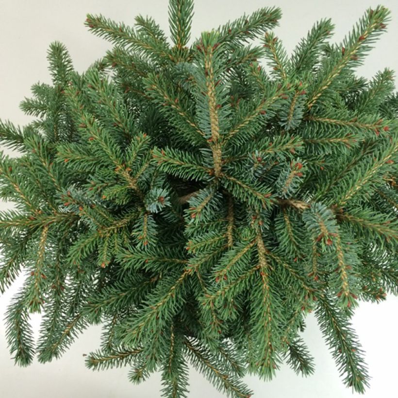 Epicéa nain - Picea mariorika Machala      (Foliage)