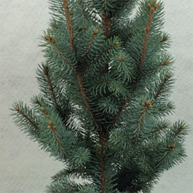 Epicea bleu - Picea pungens Iseli Fastigiate                   (Foliage)