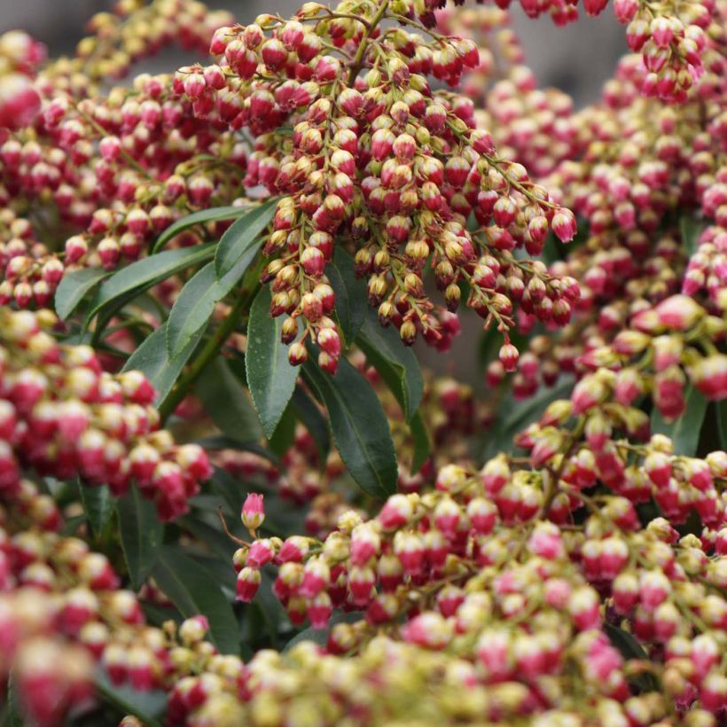 Andromède du Japon - Pieris japonica Passion (Flowering)
