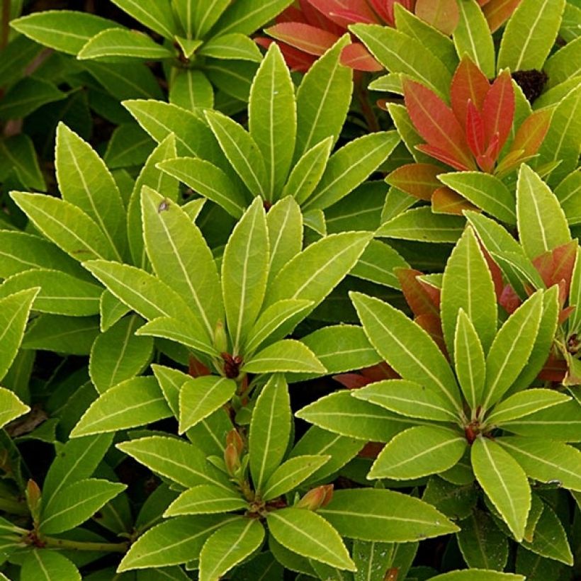 Andromède du Japon - Pieris japonica Sarabande (Foliage)