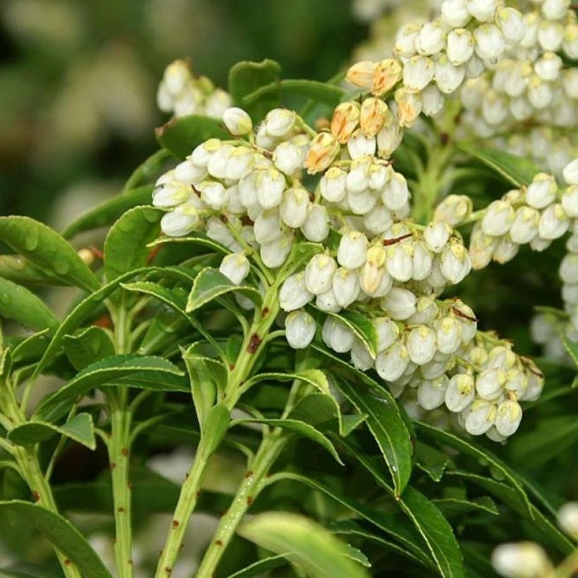 Andromède du Japon - Pieris japonica Sarabande (Flowering)