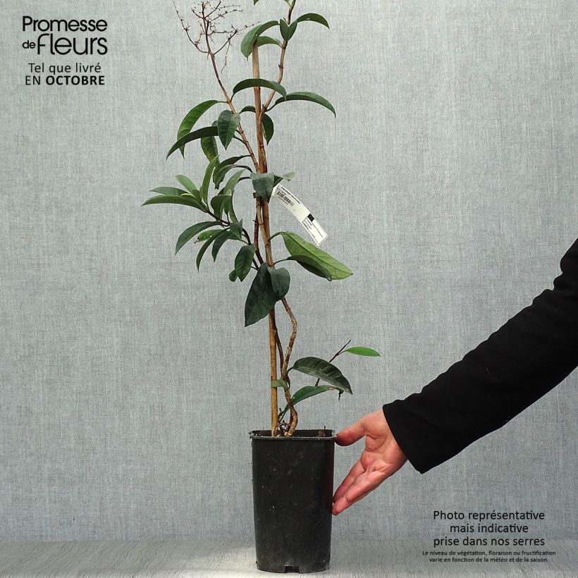 Example of Pileostegia viburnoides Pot de 2L/3L as you get in automne