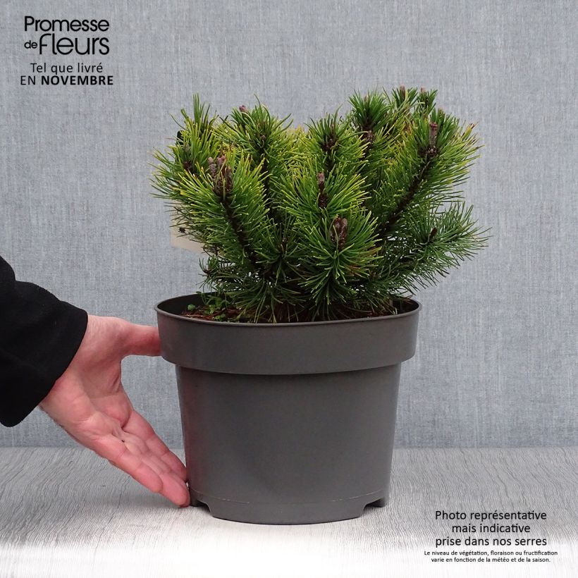 Example of Pin de montagne - Pinus mugo Ophir Pot de 2L/3L as you get in automne