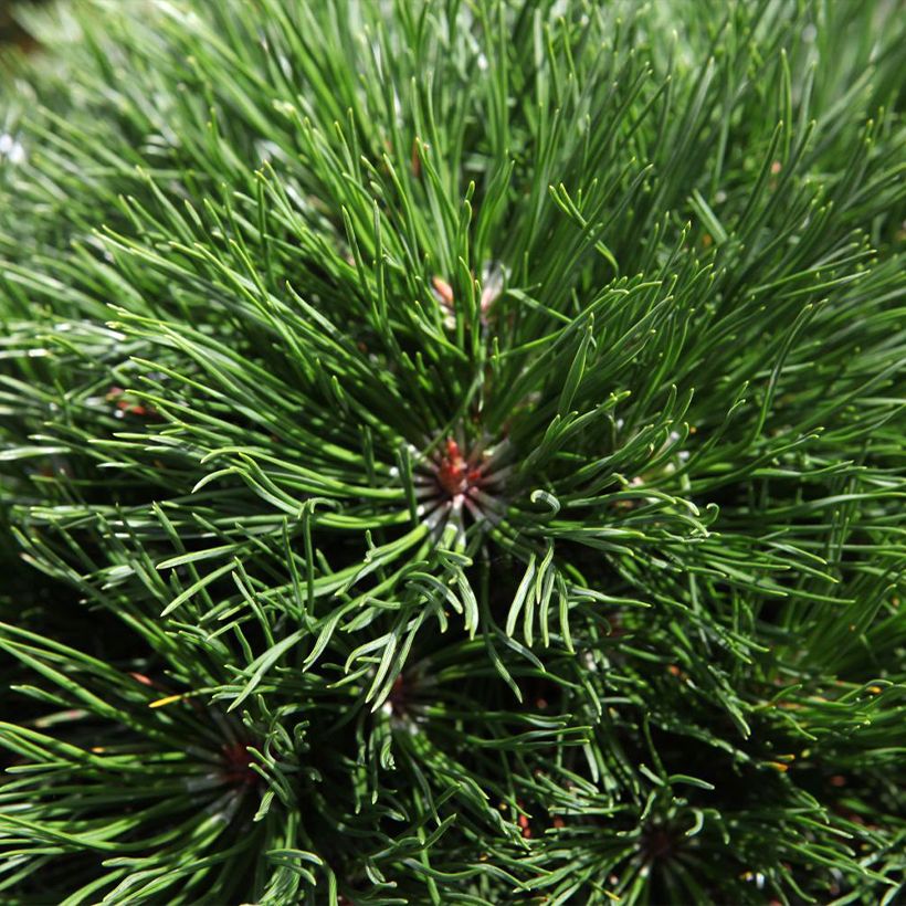 Pin de montagne - Pinus mugo Varella (Foliage)