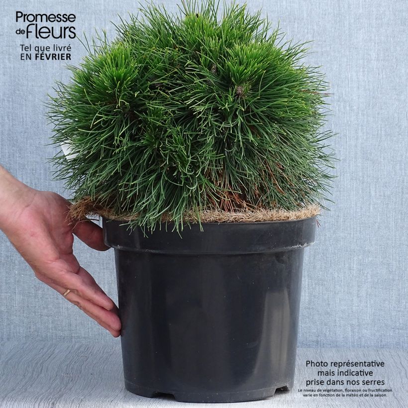 Example of Pin de montagne - Pinus mugo Varella Pot de 7,5L/10L as you get in automne