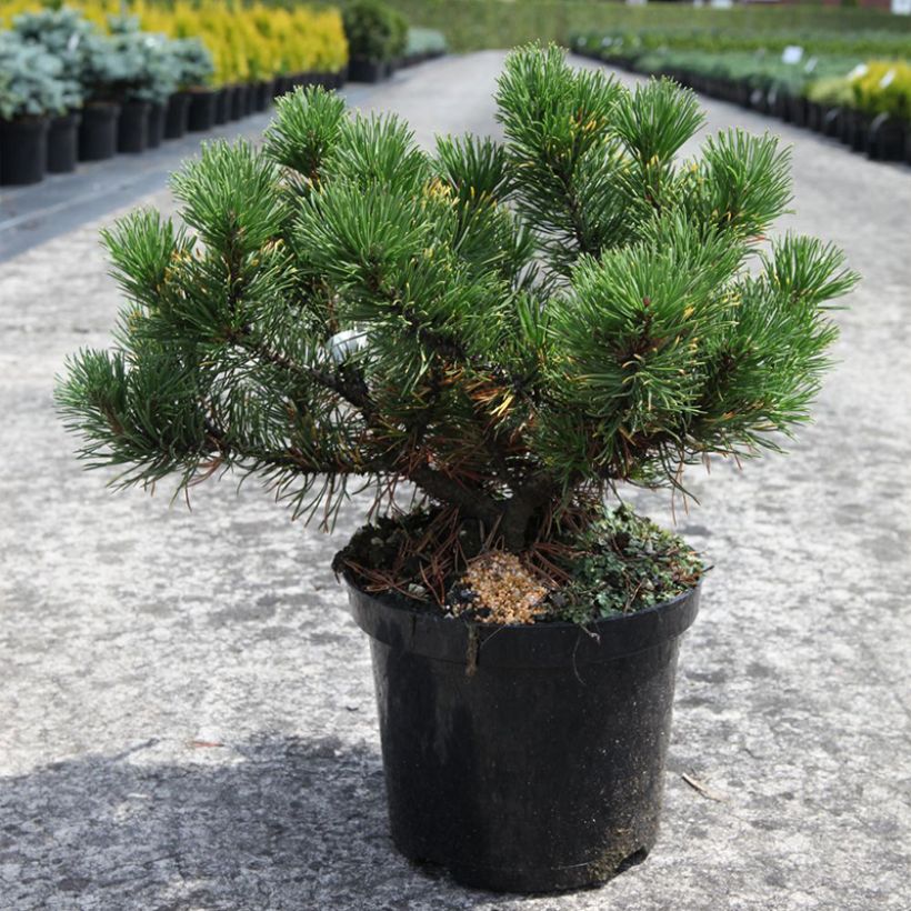 Pin de montagne - Pinus mugo Carsten's Wintergold (Plant habit)