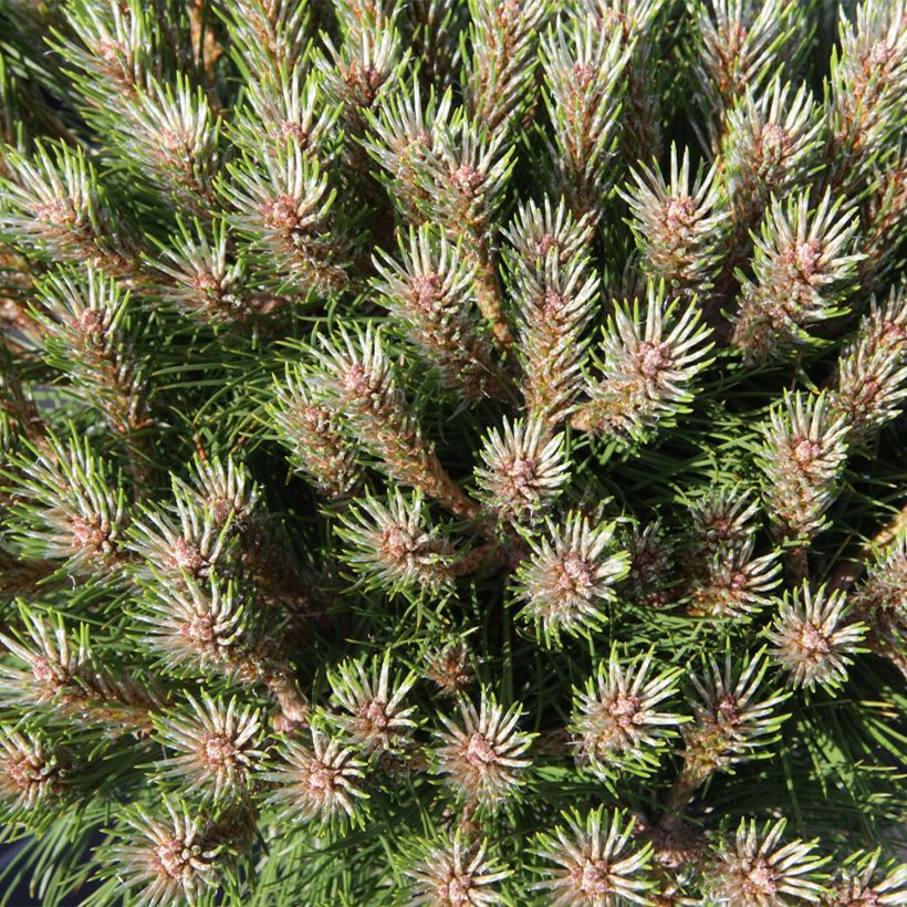 Pin noir - Pinus nigra Marie Brégeon (Foliage)