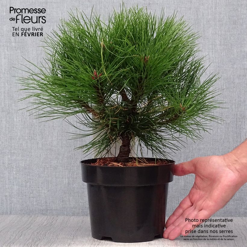 Example of Pin noir - Pinus nigra Marie Brégeon Pot de 2L/3L as you get in automne