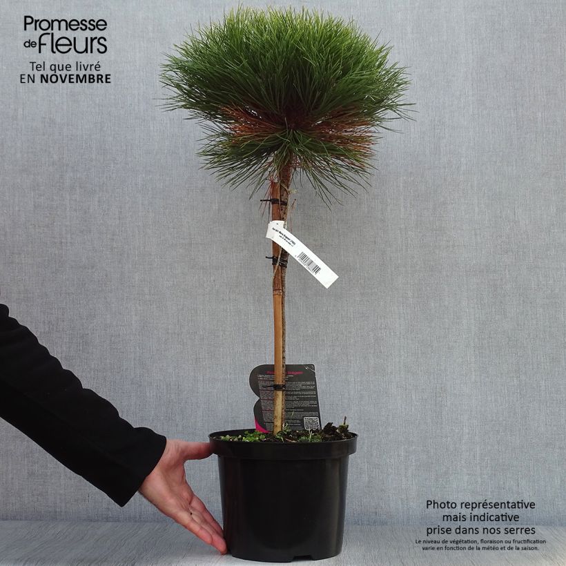 Example of Pin noir - Pinus nigra Marie Brégeon Pot de 4L/5L, Tige as you get in automne