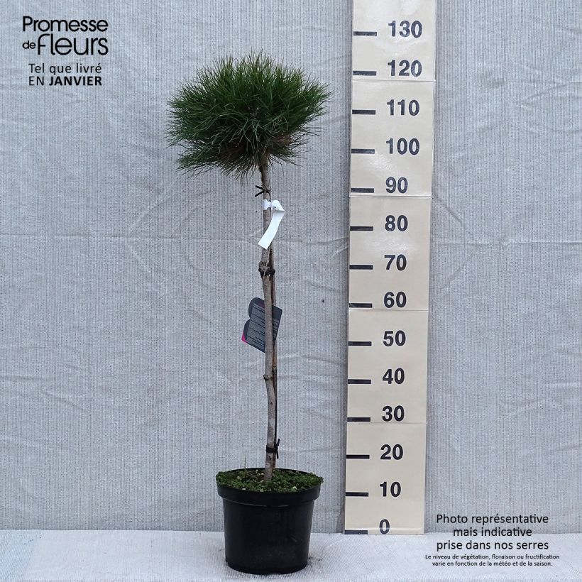 Example of Pin noir - Pinus nigra Marie Brégeon Pot de 7,5L/10L, Demi-Tige as you get in hiver