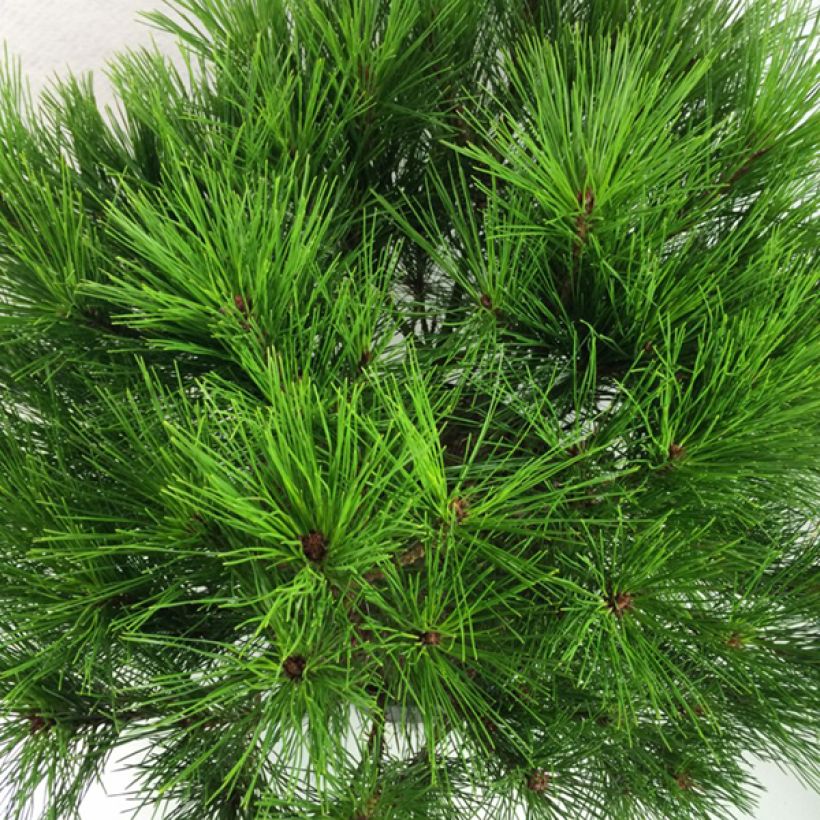 Pin rouge du Japon - Pinus densiflora Alice Verkade                 (Foliage)