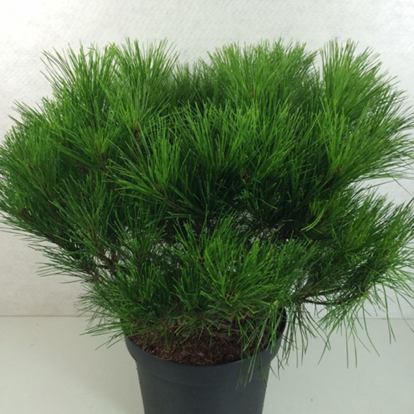 Pin rouge du Japon - Pinus densiflora Alice Verkade                 (Plant habit)