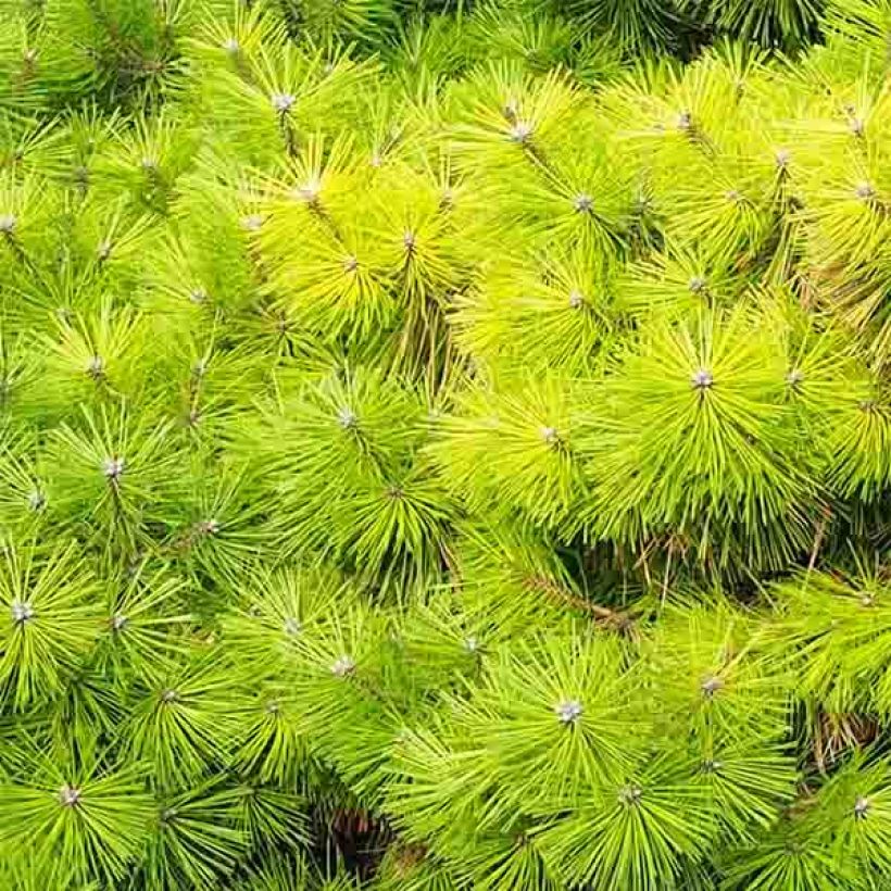Pinus densiflora Jane Kluis - Pin rouge du Japon (Foliage)