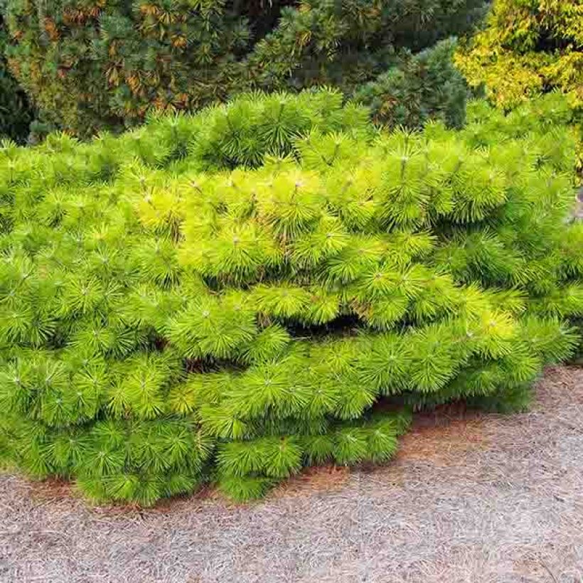 Pinus densiflora Jane Kluis - Pin rouge du Japon (Plant habit)