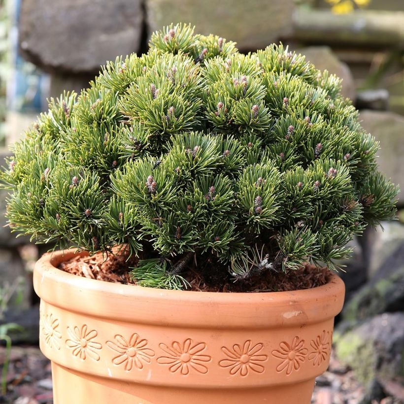 Pinus mugo Picobello - Pin nain des montagnes (Plant habit)