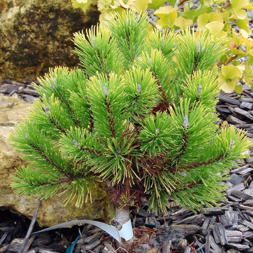 Pinus mugo Winter Gold - Pin de montagne nain doré (Plant habit)