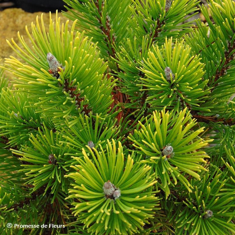 Pinus mugo Winter Gold - Pin de montagne nain doré (Harvest)