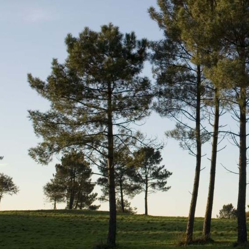 Pinus pinaster - Pin maritime (Plant habit)