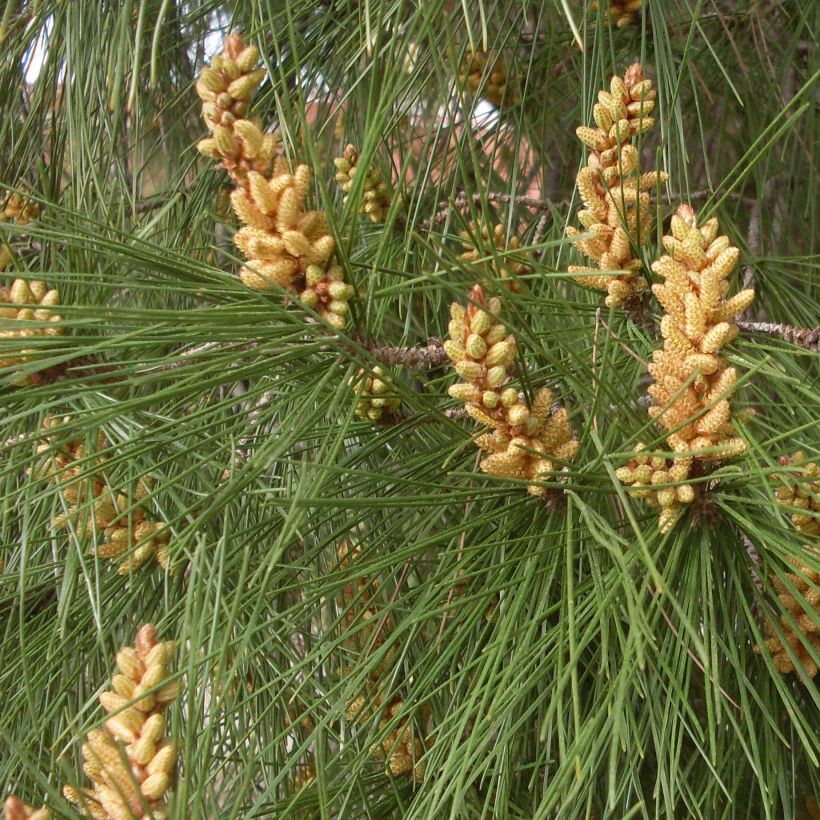 Pinus pinea - Pin parasol (Foliage)