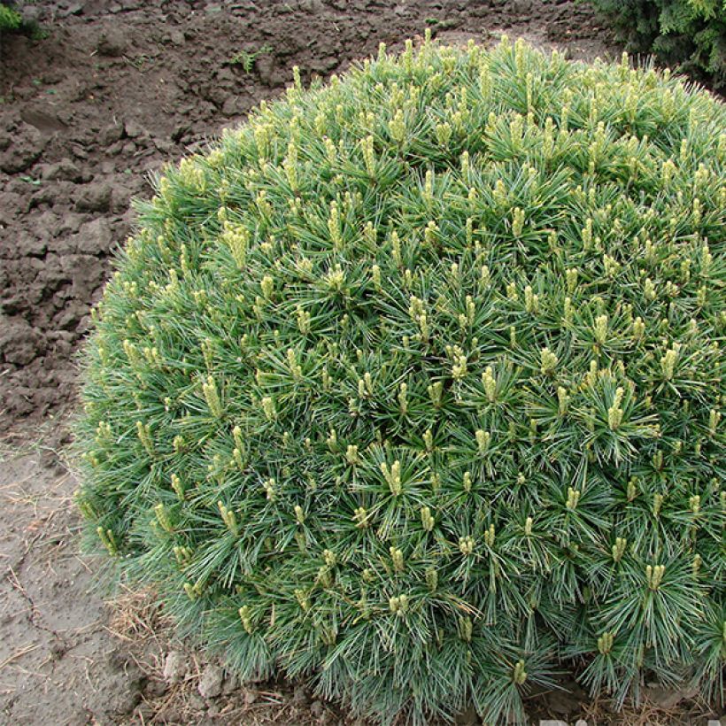 Pin de Weymouth nain - Pinus strobus Minuta (Plant habit)