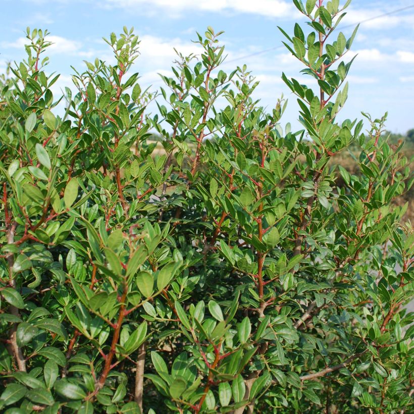 Pistacia lentiscus - Lentisque pistachier (Plant habit)