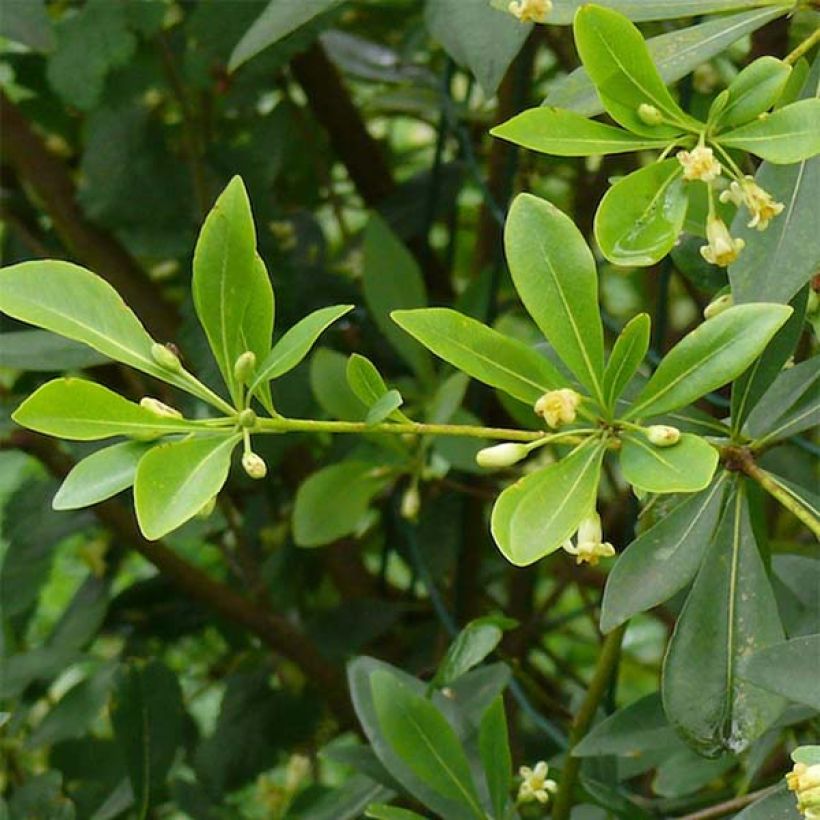 Pittosporum heterophyllum - Pittospore à feuilles variables (Foliage)