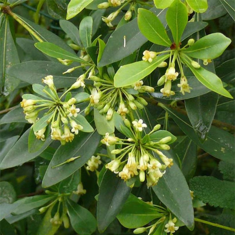 Pittosporum heterophyllum - Pittospore à feuilles variables (Flowering)