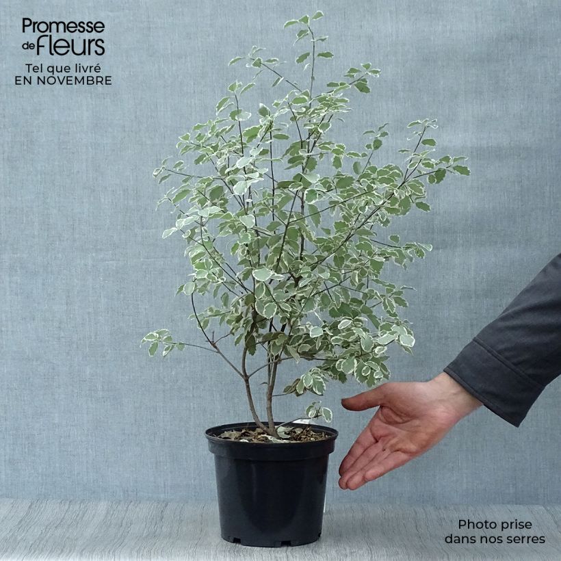 Example of Pittosporum tenuifolium Elisabeth Pot de 2L/3L as you get in automne