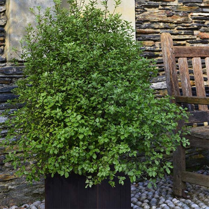 Pittosporum tenuifolium Emerald Dome (Plant habit)