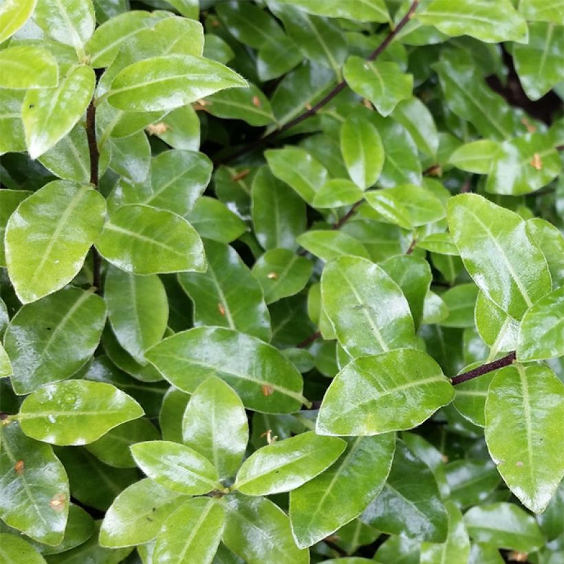 Pittosporum tenuifolium Golf ball - Pittosporum à petites feuilles (Foliage)