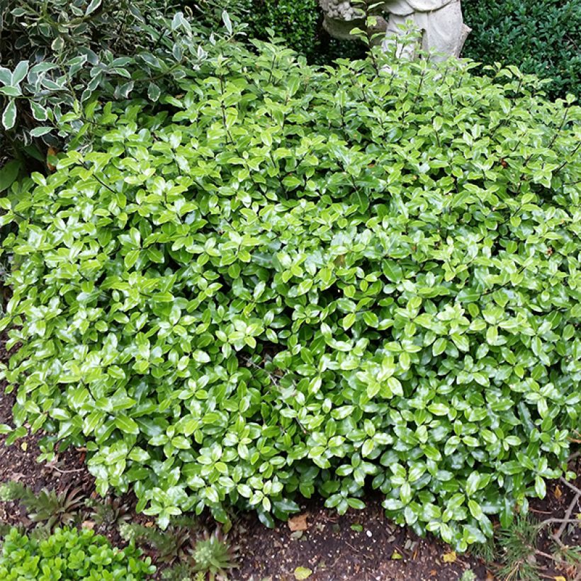 Pittosporum tenuifolium Golf ball - Pittosporum à petites feuilles (Plant habit)